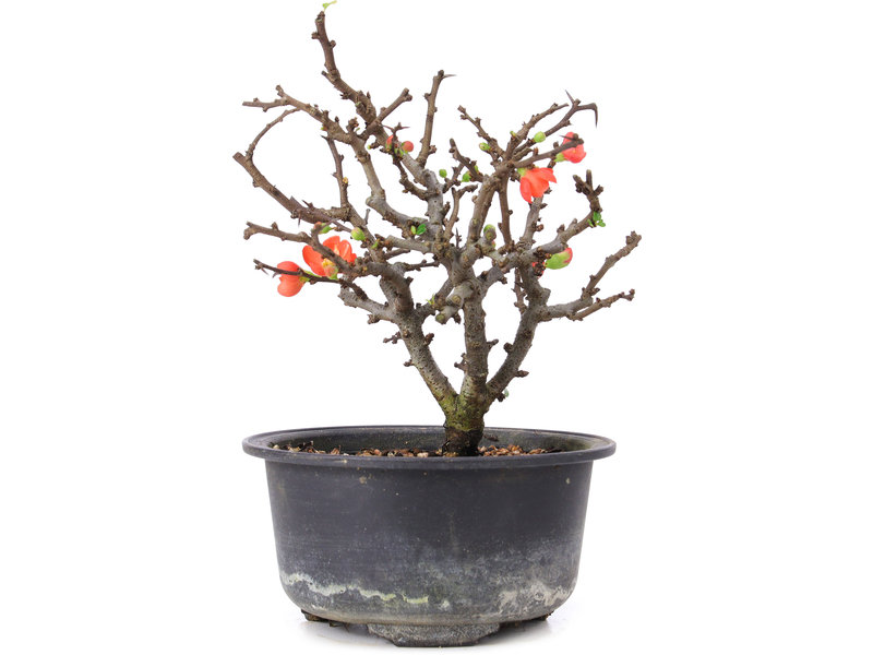 Chaenomeles speciosa, 16 cm, ± 8 years old, with red flowers and yellow fruit