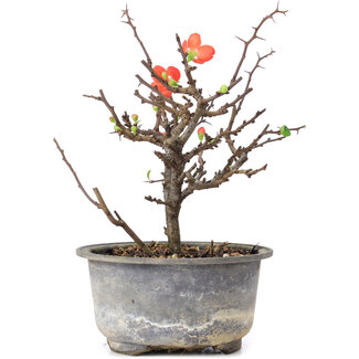 Chaenomeles speciosa, 16,5 cm, ± 8 jaar oud