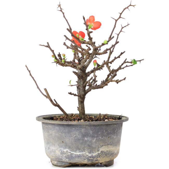 Chaenomeles speciosa, 16,5 cm, ± 8 anni, con fiori rossi e frutti gialli