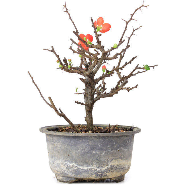 Chaenomeles speciosa, 16,5 cm, ± 8 years old, with red flowers and yellow fruit