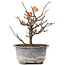 Chaenomeles speciosa, 16,5 cm, ± 8 anni, con fiori rossi e frutti gialli