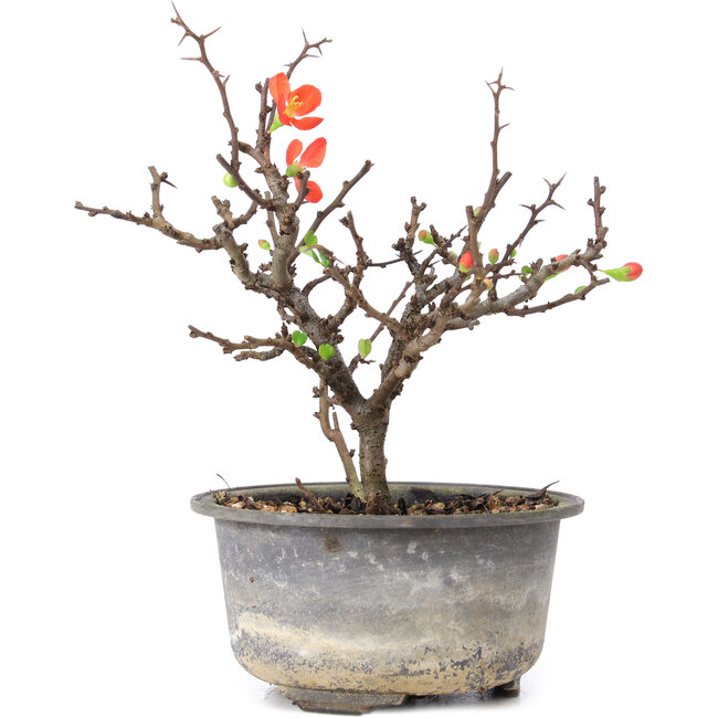Chaenomeles speciosa, 16,5 cm, ± 8 Jahre alt, mit roten Blüten und gelben Früchten