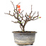 Chaenomeles speciosa, 16,5 cm, ± 8 anni, con fiori rossi e frutti gialli