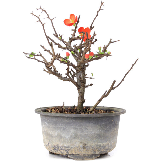Chaenomeles speciosa, 16,5 cm, ± 8 ans, à fleurs rouges et fruits jaunes