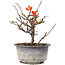 Chaenomeles speciosa, 16,5 cm, ± 8 anni, con fiori rossi e frutti gialli