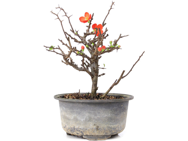 Chaenomeles speciosa, 16,5 cm, ± 8 years old, with red flowers and yellow fruit