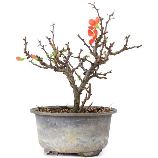 Chaenomeles speciosa, 16,5 cm, ± 8 anni, con fiori rossi e frutti gialli