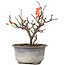 Chaenomeles speciosa, 16,5 cm, ± 8 anni, con fiori rossi e frutti gialli