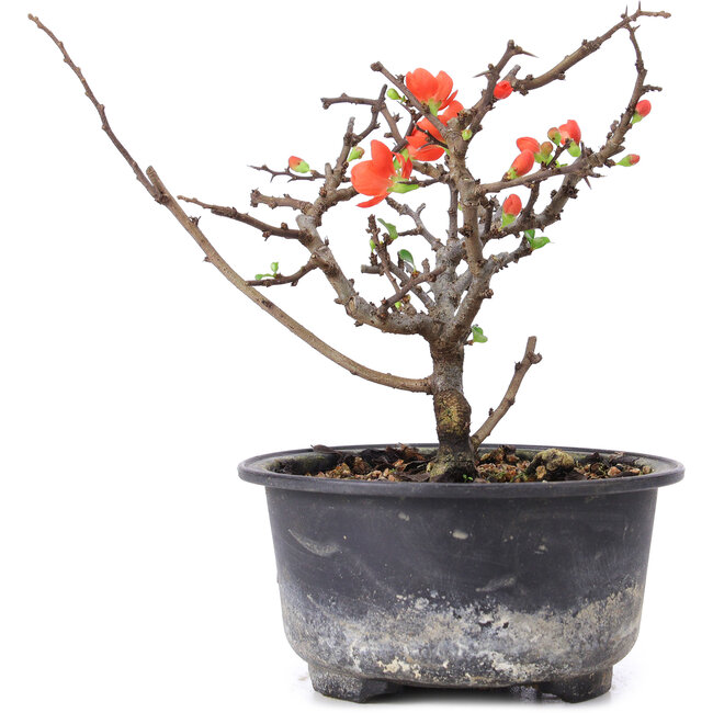 Chaenomeles speciosa, 14,5 cm, ± 8 Jahre alt, mit roten Blüten und gelben Früchten