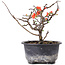 Chaenomeles speciosa, 14,5 cm, ± 8 anni, con fiori rossi e frutti gialli