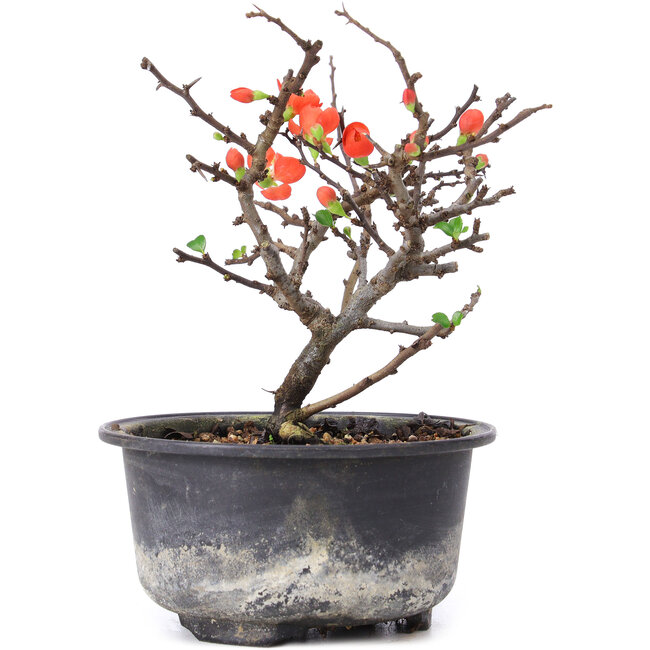 Chaenomeles speciosa, 14,5 cm, ± 8 años, con flores rojas y frutos amarillos