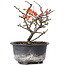 Chaenomeles speciosa, 14,5 cm, ± 8 años, con flores rojas y frutos amarillos