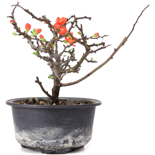 Chaenomeles speciosa, 14,5 cm, ± 8 Jahre alt, mit roten Blüten und gelben Früchten