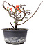 Chaenomeles speciosa, 14,5 cm, ± 8 años, con flores rojas y frutos amarillos