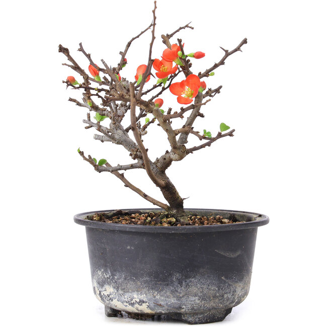 Chaenomeles speciosa, 14,5 cm, ± 8 ans, à fleurs rouges et fruits jaunes