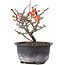 Chaenomeles speciosa, 14,5 cm, ± 8 anni, con fiori rossi e frutti gialli