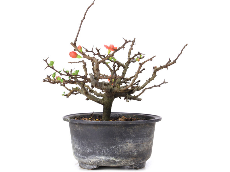 Chaenomeles speciosa, 15,5 cm, ± 8 years old, with red flowers and yellow fruit