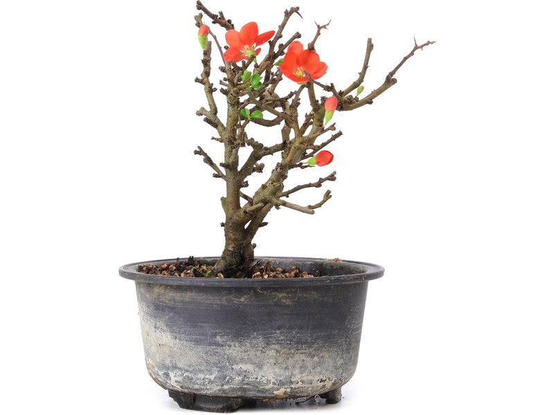 Chaenomeles speciosa, 14 cm, ± 8 years old, with red flowers and yellow fruit