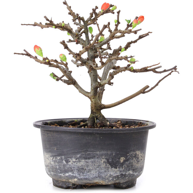 Chaenomeles speciosa, 14 cm, ± 8 años, con flores rojas y frutos amarillos