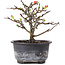 Chaenomeles speciosa, 14 cm, ± 8 anni, con fiori rossi e frutti gialli