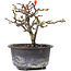 Chaenomeles speciosa, 14 cm, ± 8 anni, con fiori rossi e frutti gialli