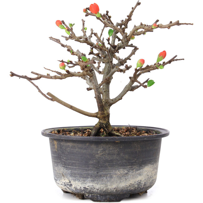 Chaenomeles speciosa, 14 cm, ± 8 jaar oud, met rode bloemen en geel fruit