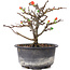 Chaenomeles speciosa, 14 cm, ± 8 Jahre alt, mit roten Blüten und gelben Früchten