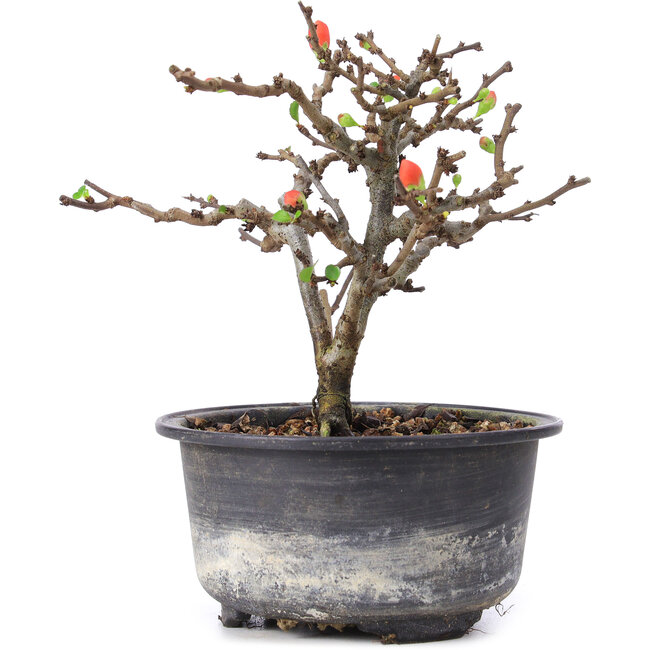 Chaenomeles speciosa, 14 cm, ± 8 jaar oud, met rode bloemen en geel fruit