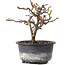 Chaenomeles speciosa, 14 cm, ± 8 Jahre alt, mit roten Blüten und gelben Früchten