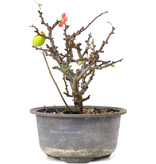 Chaenomeles speciosa, 14,5 cm, ± 8 years old, with red flowers and yellow fruit