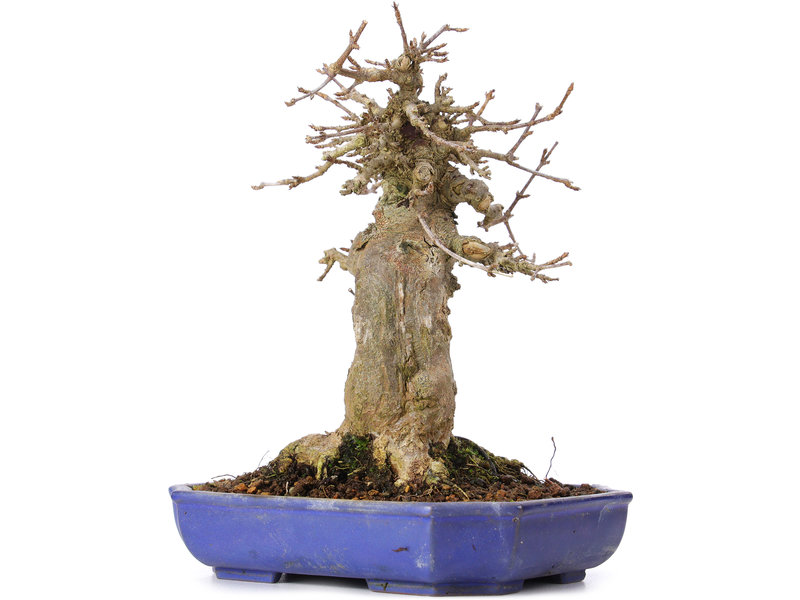 Acer buergerianum, 17 cm, ± 35 years old