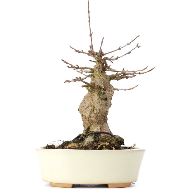 Acer buergerianum, 18 cm, ± 35 jaar oud