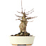 Acer buergerianum, 18 cm, ± 35 ans
