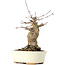 Acer buergerianum, 18 cm, ± 35 años