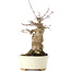 Acer buergerianum, 18 cm, ± 35 años