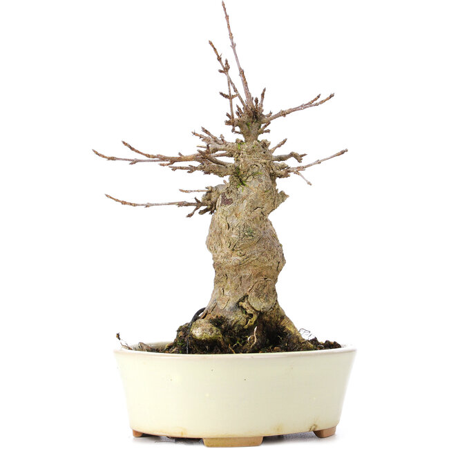 Acer buergerianum, 18 cm, ± 35 years old