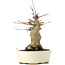 Acer buergerianum, 18 cm, ± 35 años