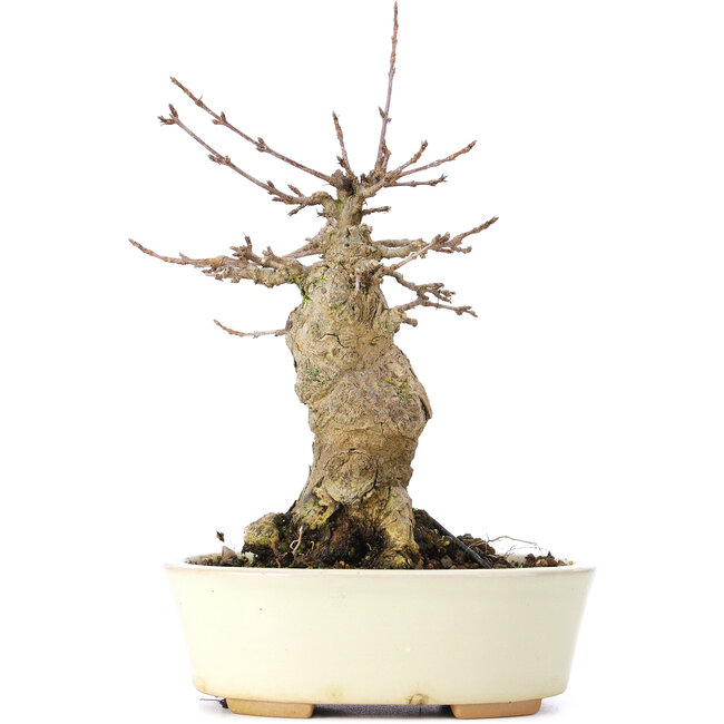 Acer buergerianum, 18 cm, ± 35 jaar oud