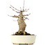 Acer buergerianum, 18 cm, ± 35 años
