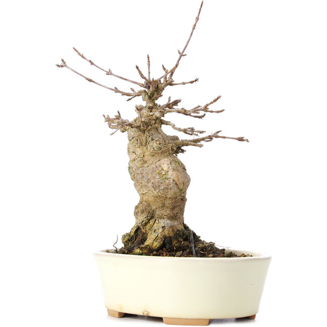 Acer buergerianum, 18 cm, ± 35 jaar oud