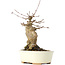 Acer buergerianum, 18 cm, ± 35 años