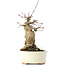 Acer buergerianum, 18 cm, ± 35 años