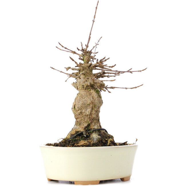 Acer buergerianum, 18 cm, ± 35 jaar oud