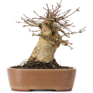 Acer buergerianum, 14,5 cm, ± 35 años