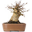 Acer buergerianum, 14,5 cm, ± 35 años
