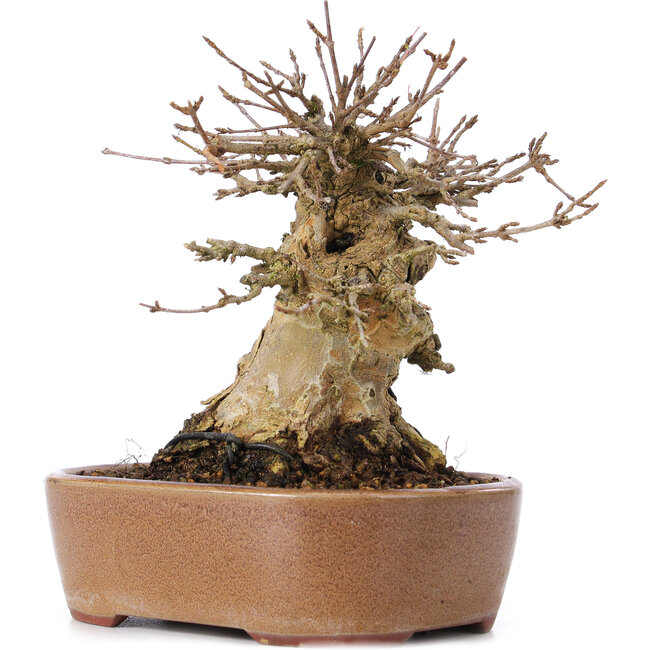 Acer buergerianum, 14,5 cm, ± 35 years old