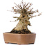 Acer buergerianum, 14,5 cm, ± 35 años