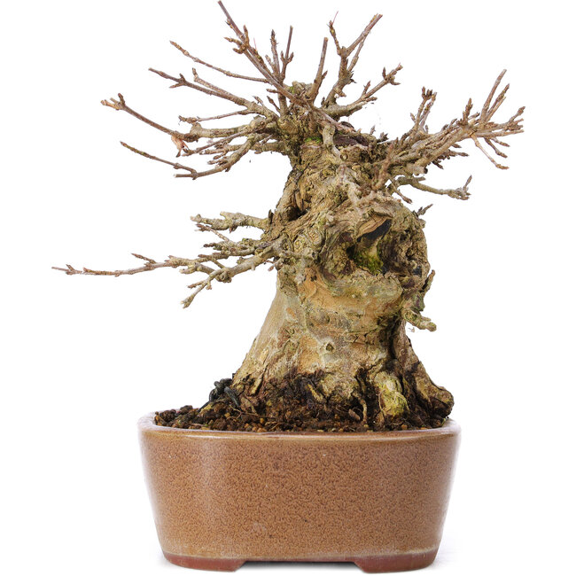 Acer buergerianum, 14,5 cm, ± 35 years old