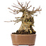 Acer buergerianum, 14,5 cm, ± 35 años