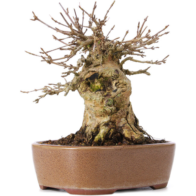 Acer buergerianum, 14,5 cm, ± 35 jaar oud